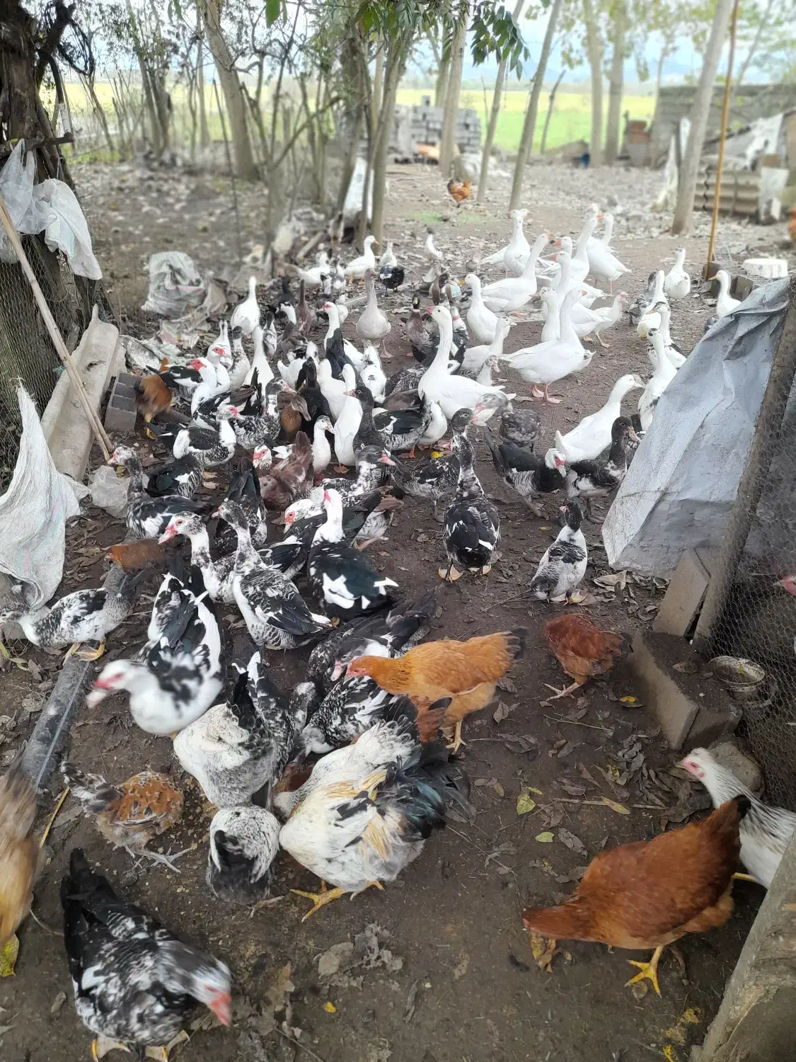 سلام تمام حیوانات با قیمت مناسب به فروش میرسد|حیوانات مزرعه|شلمان, |دیوار