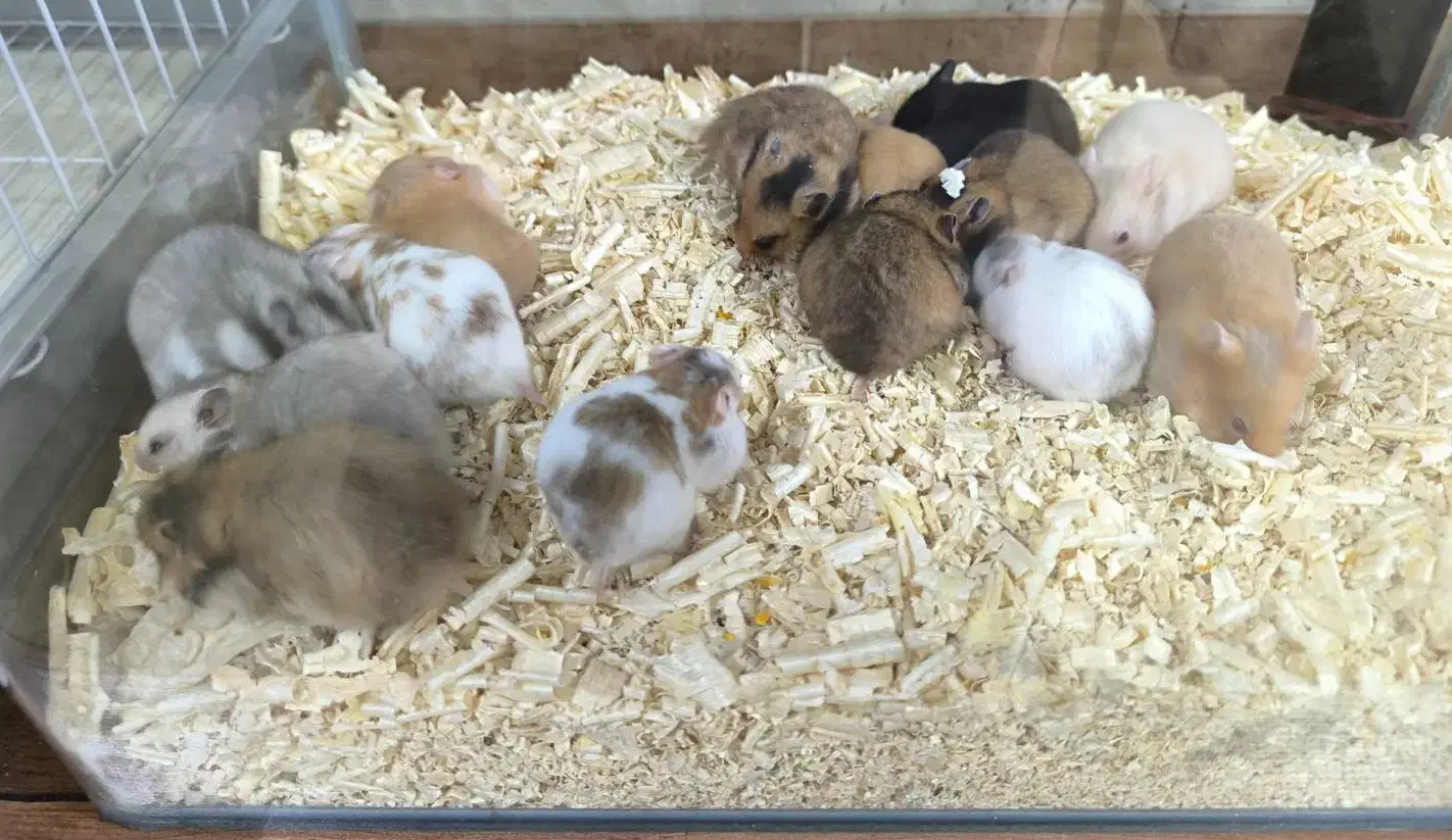 همستر بازیگوش و وسایل|موش و خرگوش|کازرون, |دیوار