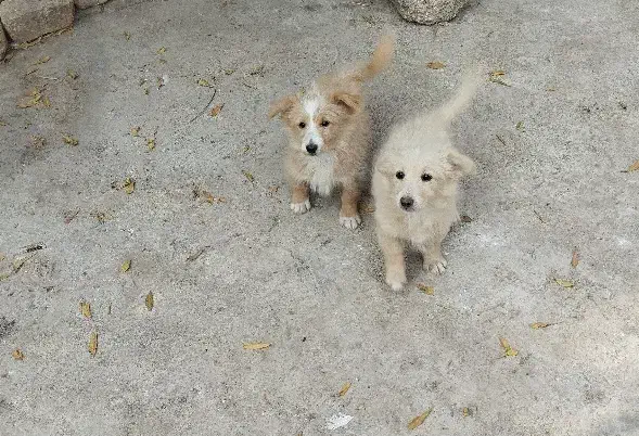 توله سه ماهه شیتزو|سگ|ساوه, |دیوار