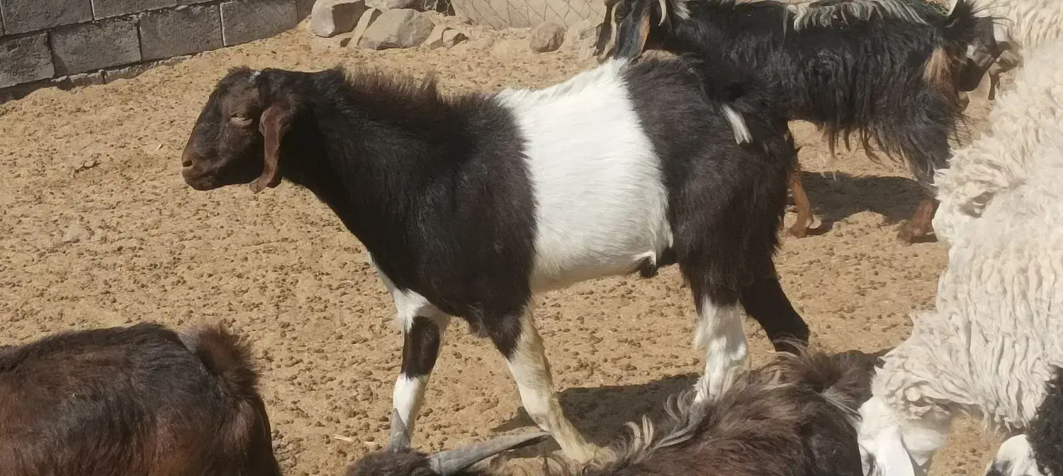 فروش فوری چبش پاکستانی و دورگه قیمت زیر فی بازار|حیوانات مزرعه|جلگه ماژان, |دیوار