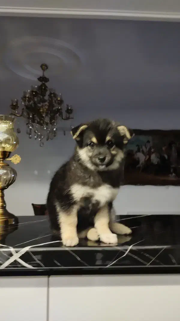 توله سگ پامر|سگ|زنجان, |دیوار