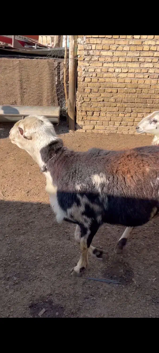 قوچ پلنگی عتیقه|حیوانات مزرعه|بروجرد, |دیوار