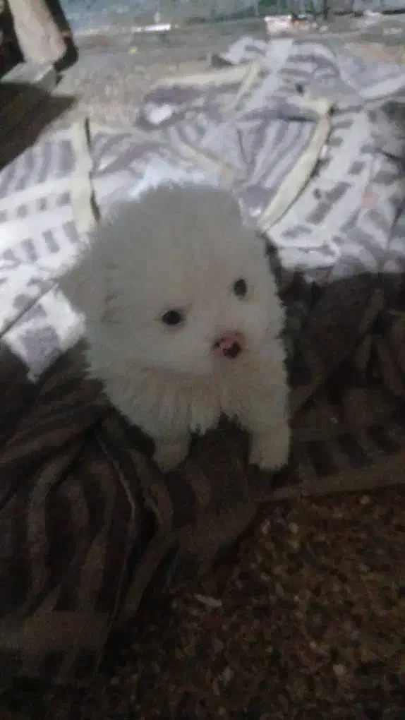 توله  پامرین ناز|سگ|اصفهان, شفق|دیوار