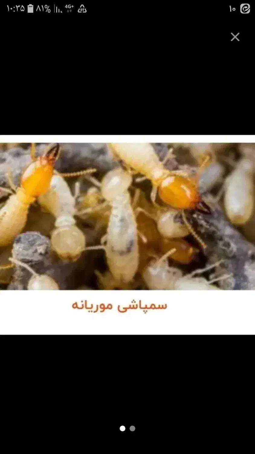 سم زدایی تمام حشرات|لوازم نظافت|بیرانوند, |دیوار