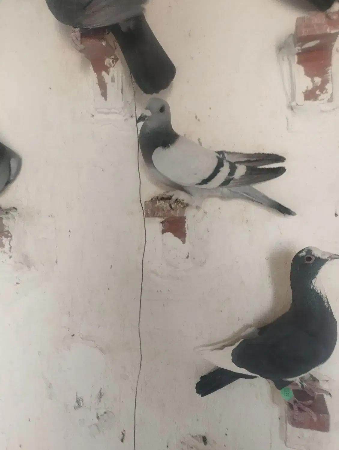 نر سبز کلاغ|پرنده|راور, |دیوار