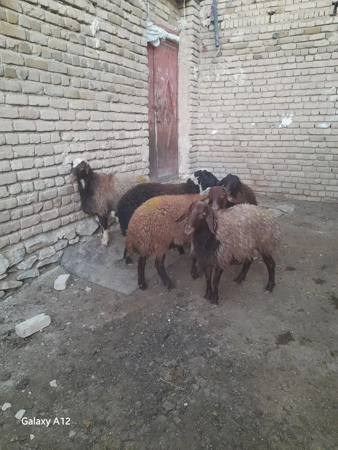 ۵عددبرهنرپایپروار|حیوانات مزرعه|دهگلان, |دیوار