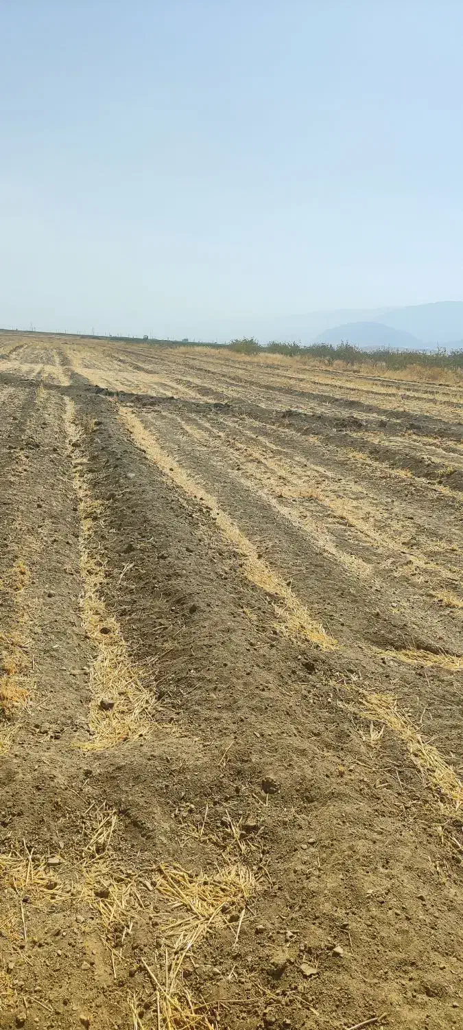 یک هکتارزمین کشاورزی چالانچولان|فروش زمین و ملک کلنگی|سیلاخور, |دیوار