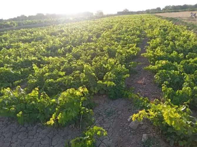 انواع گردو پیوندی مناسب منطقه شما|خدمات باغبانی و درختکاری|اراک, |دیوار