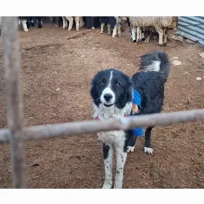 سگ گله ونگهبان|سگ|شیراز, رکنآباد|دیوار