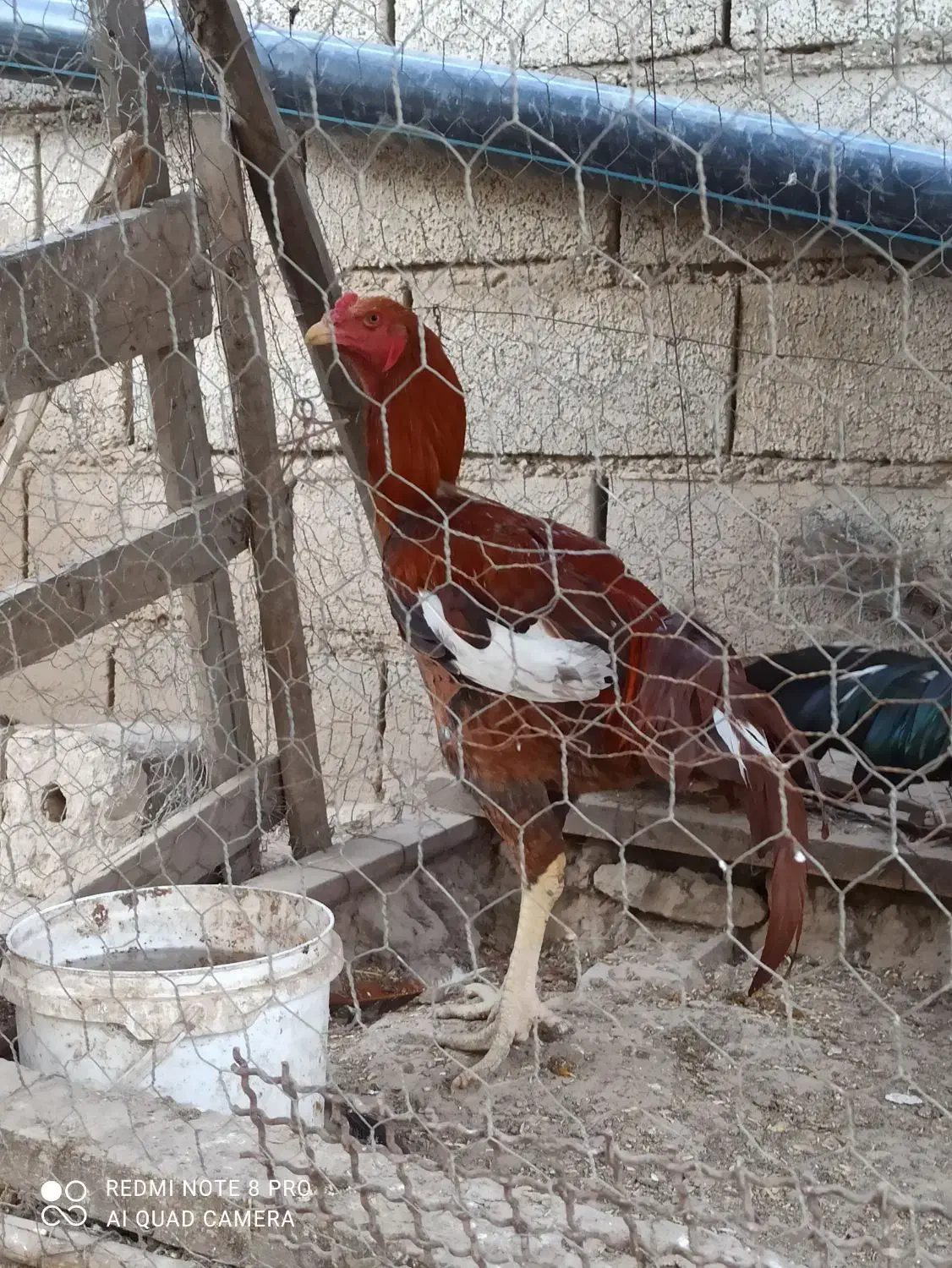 یک جفت لاری اصل|حیوانات مزرعه|گنبد کاووس, |دیوار