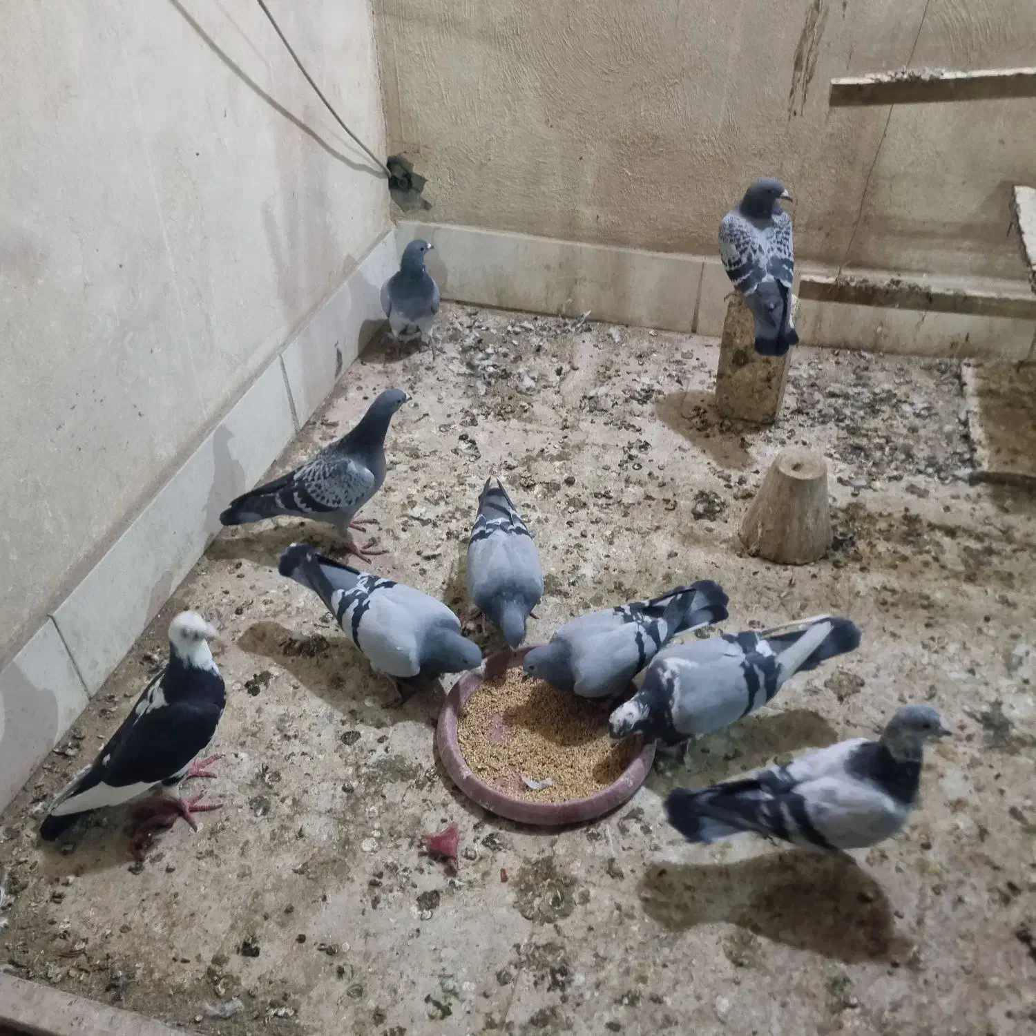 پلاکی مسافتی|پرنده|خمینیشهر, |دیوار