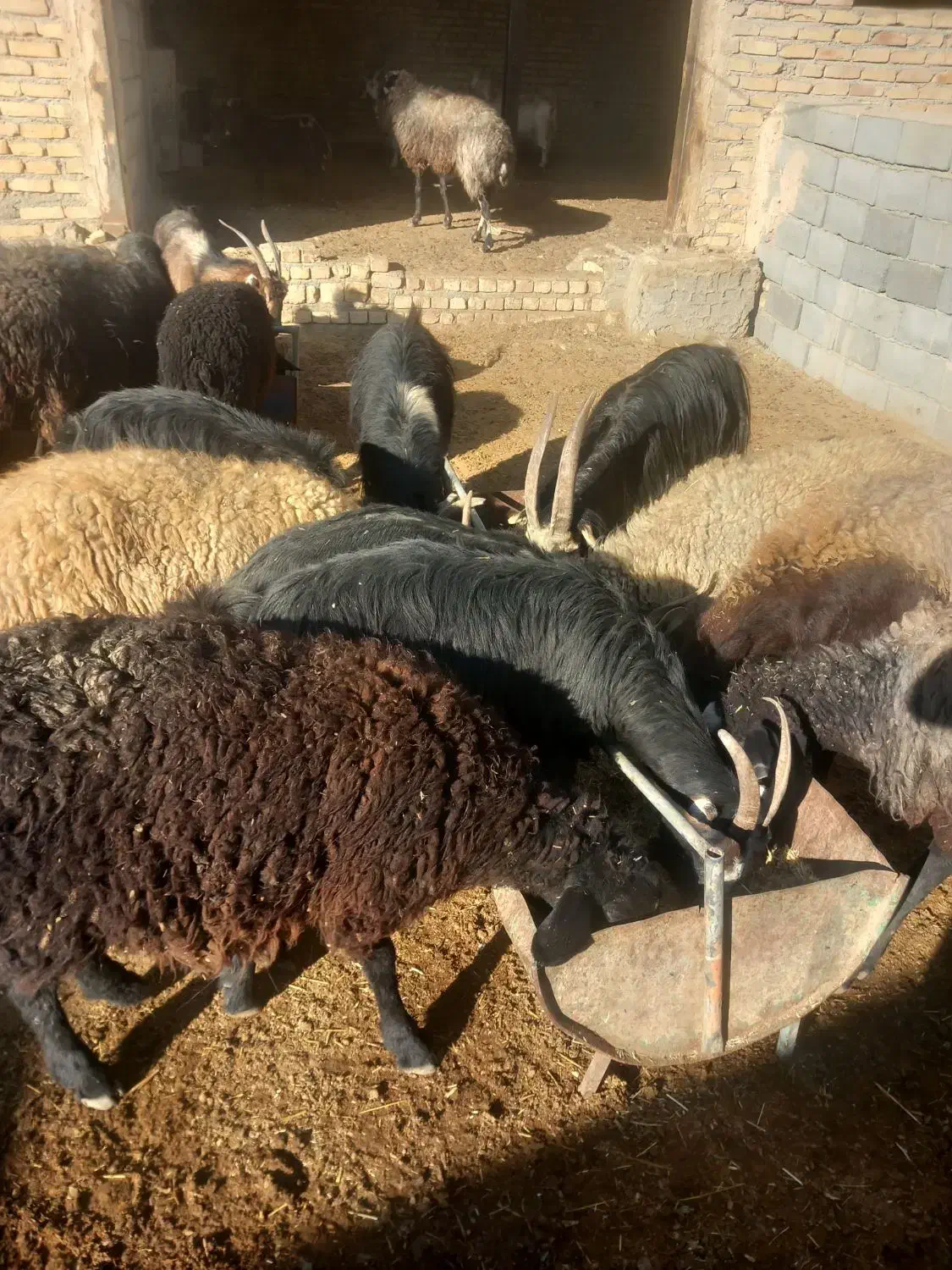 بز  و بره و میش همه فروشی|حیوانات مزرعه|جوادآباد, |دیوار