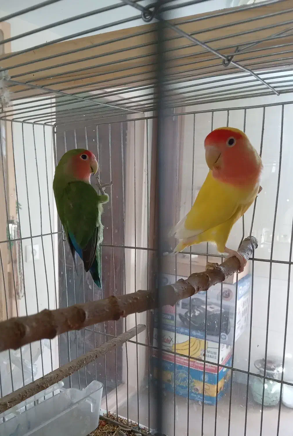 یک جفت کوتوله  برزیلی|پرنده|بهار, |دیوار