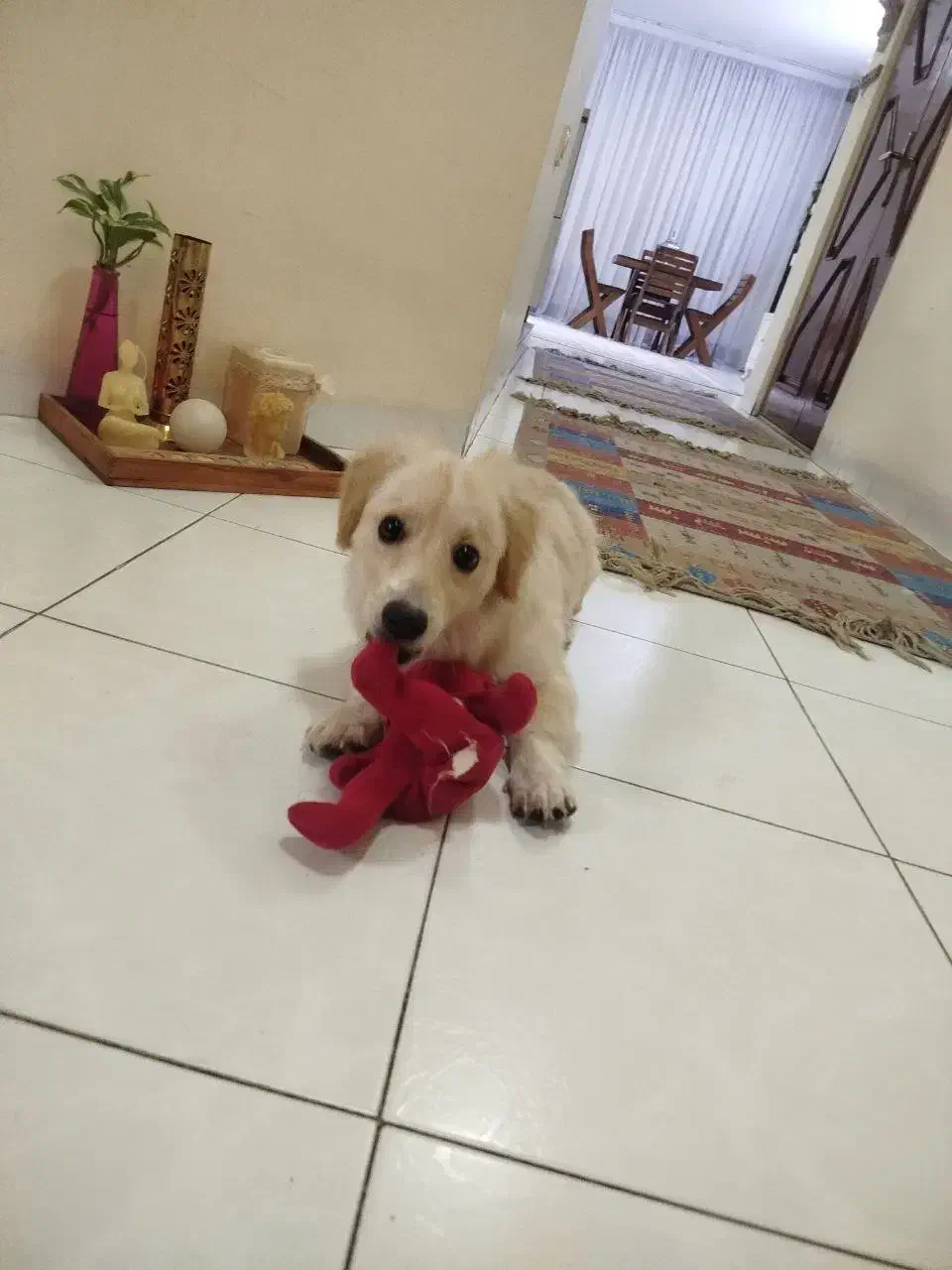 توله پامر اشپیتز|سگ|مشهد, زمانه|دیوار