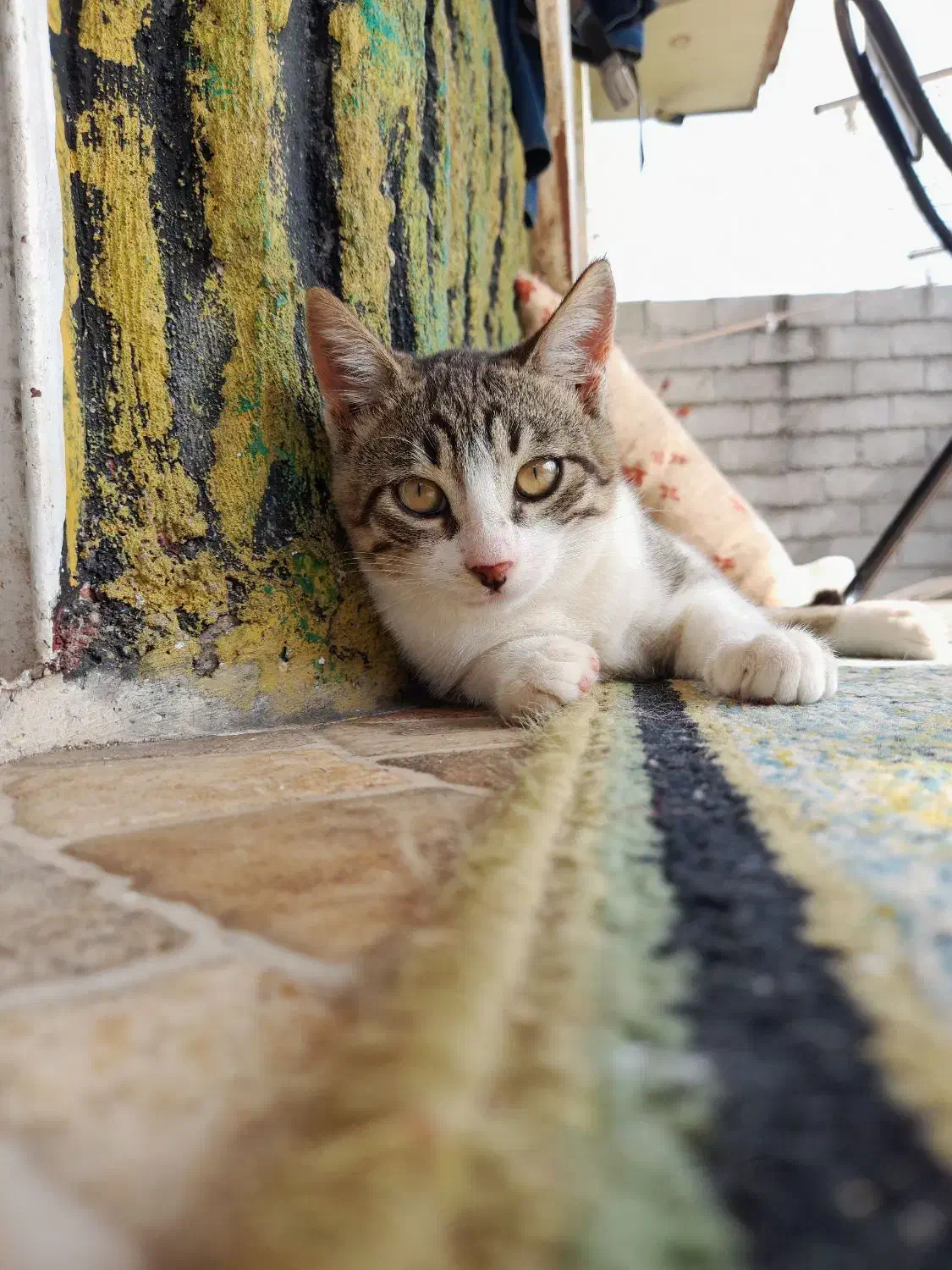 واگذاری گربه|گربه|بندر انزلی, لیچارگی حسن رود|دیوار