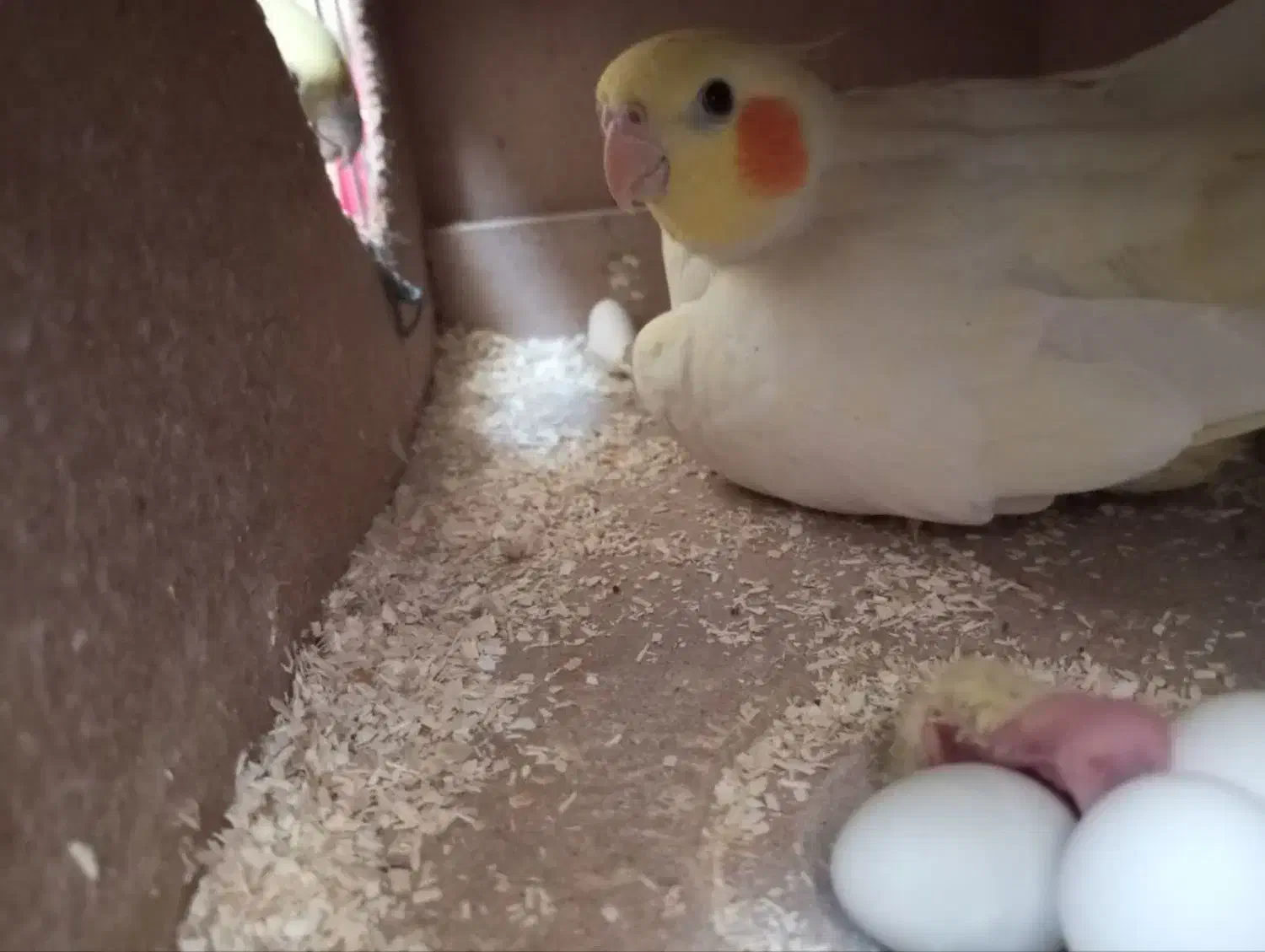 عروس مولد به شرط میدم|پرنده|اصفهان, شهرک کاوه|دیوار