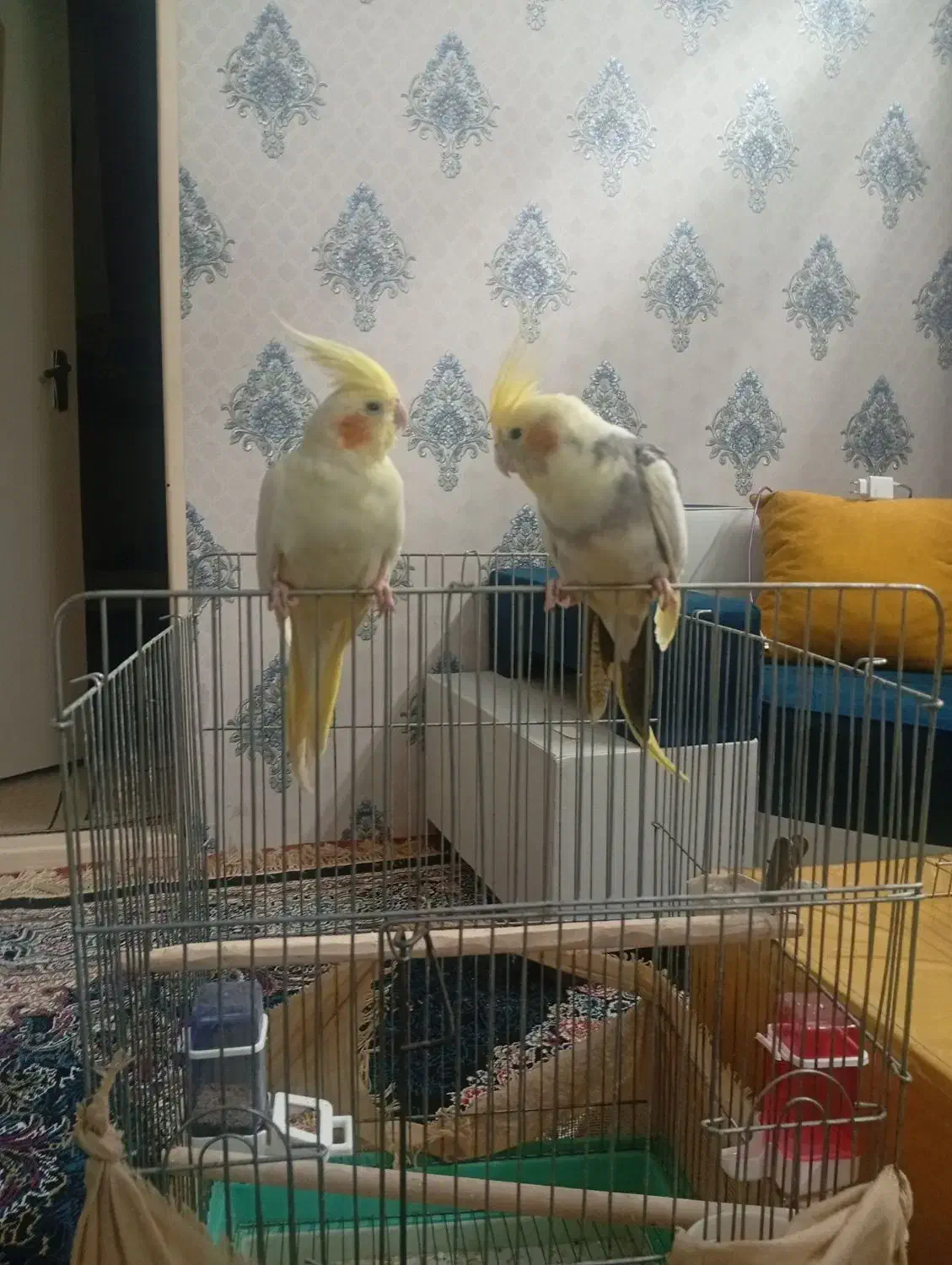 فروش یک جفت عروس هلندی نر و ماده با دو عدد جوجه|پرنده|قزوین, |دیوار