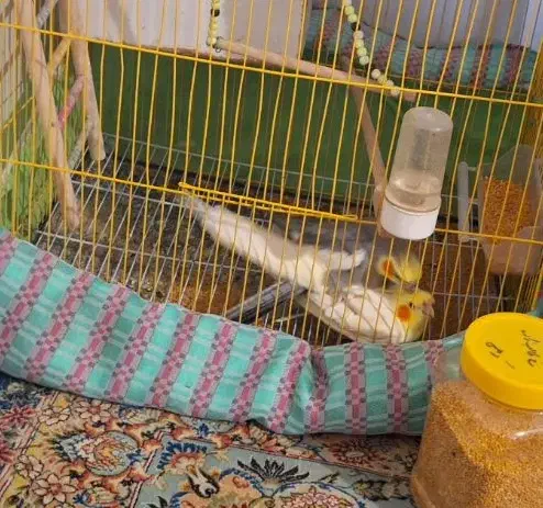 جفت عروس هلندی|پرنده|بجنورد, |دیوار