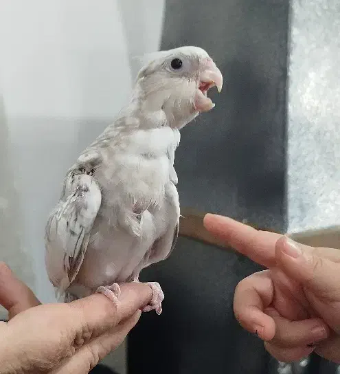 طوطی عروس هلندی|پرنده|اشنویه, |دیوار