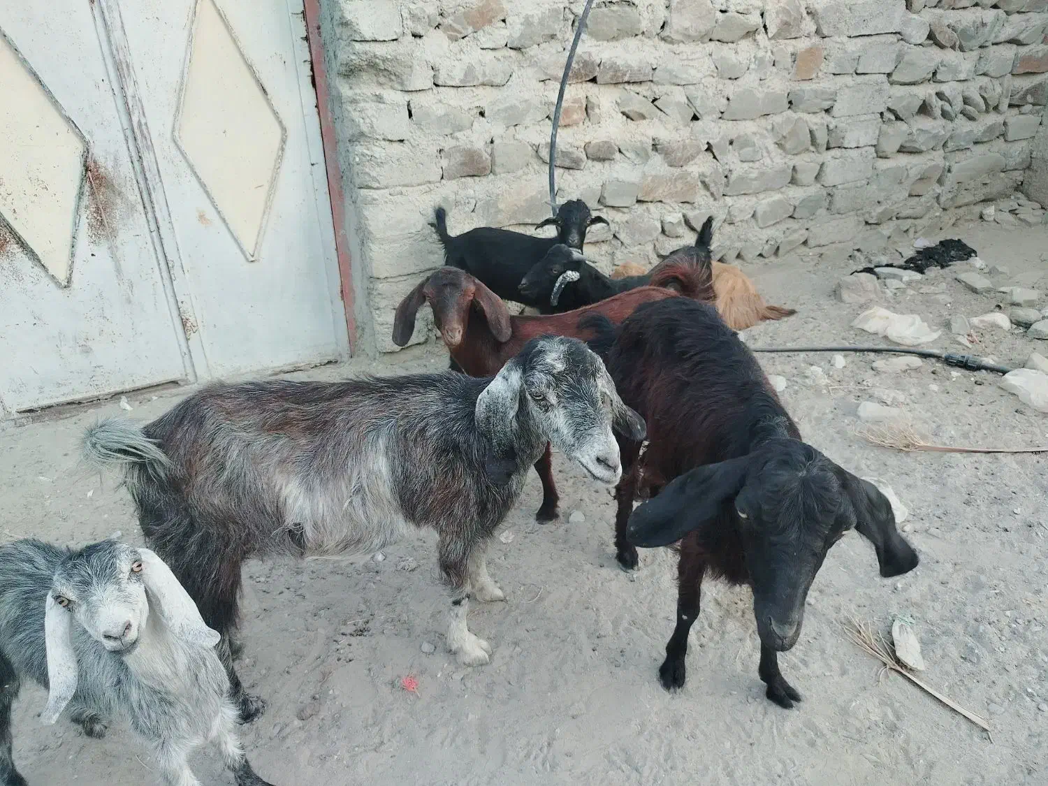 فروش فوری بز گله ای قیمت 60 تومن|حیوانات مزرعه|فنوج, |دیوار