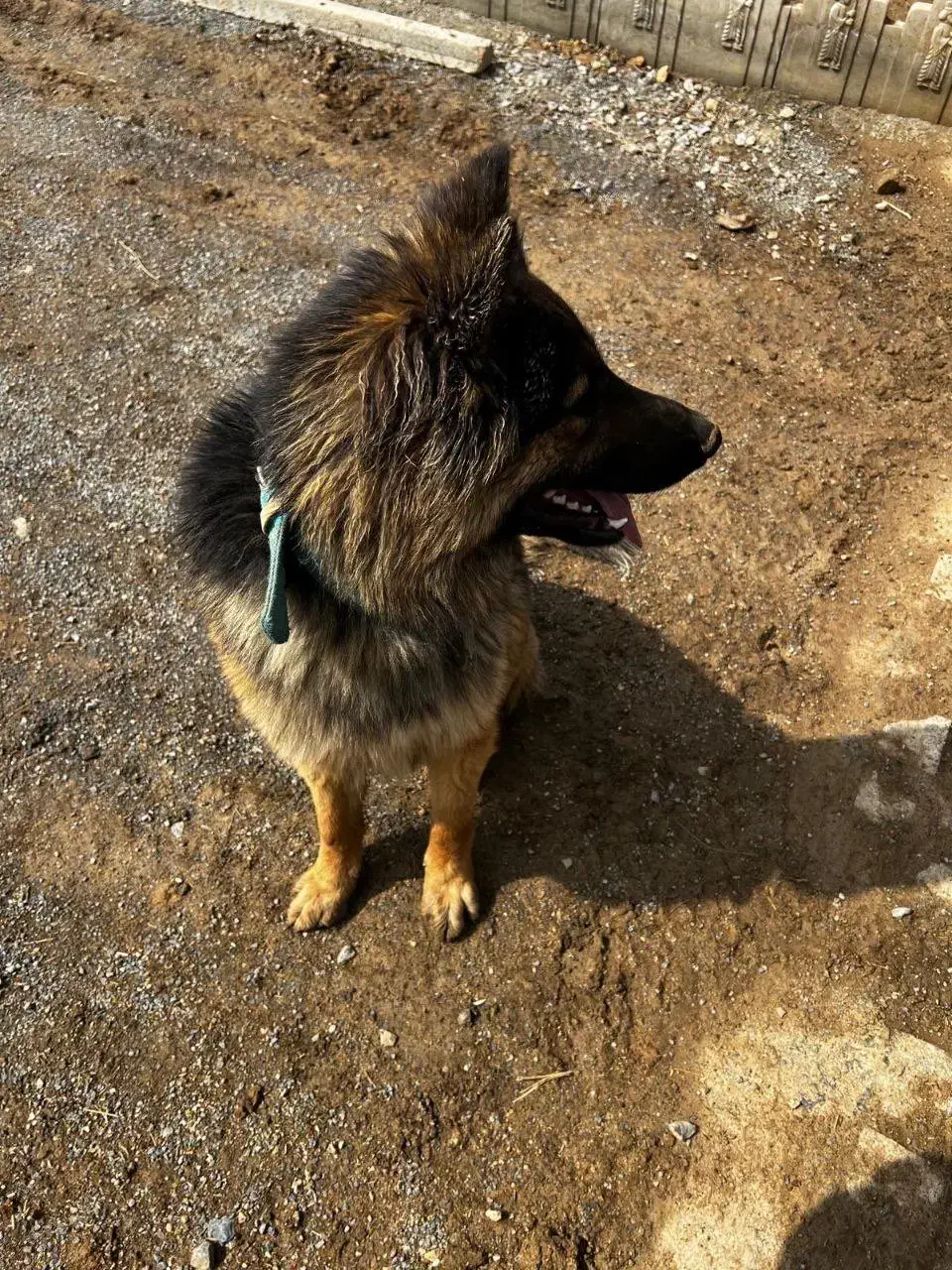 ژرمن|سگ|همدان, |دیوار