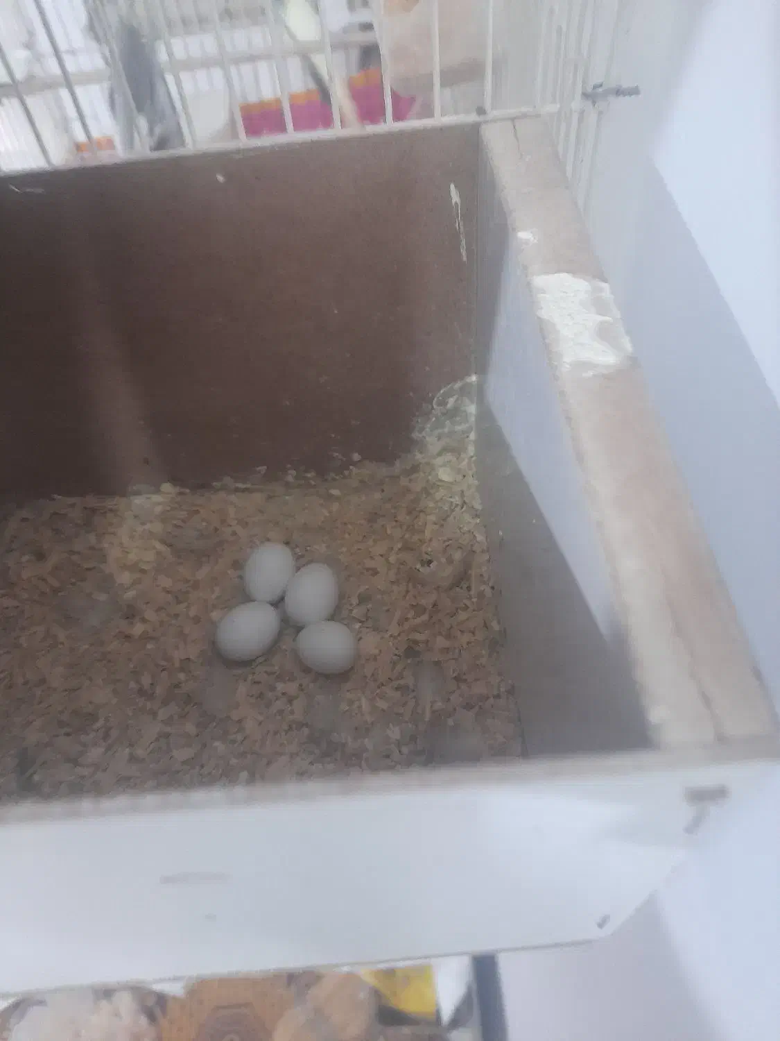 عروس هلندی با تخم|پرنده|تربت جام, فاز ۱ فرهنگیان|دیوار