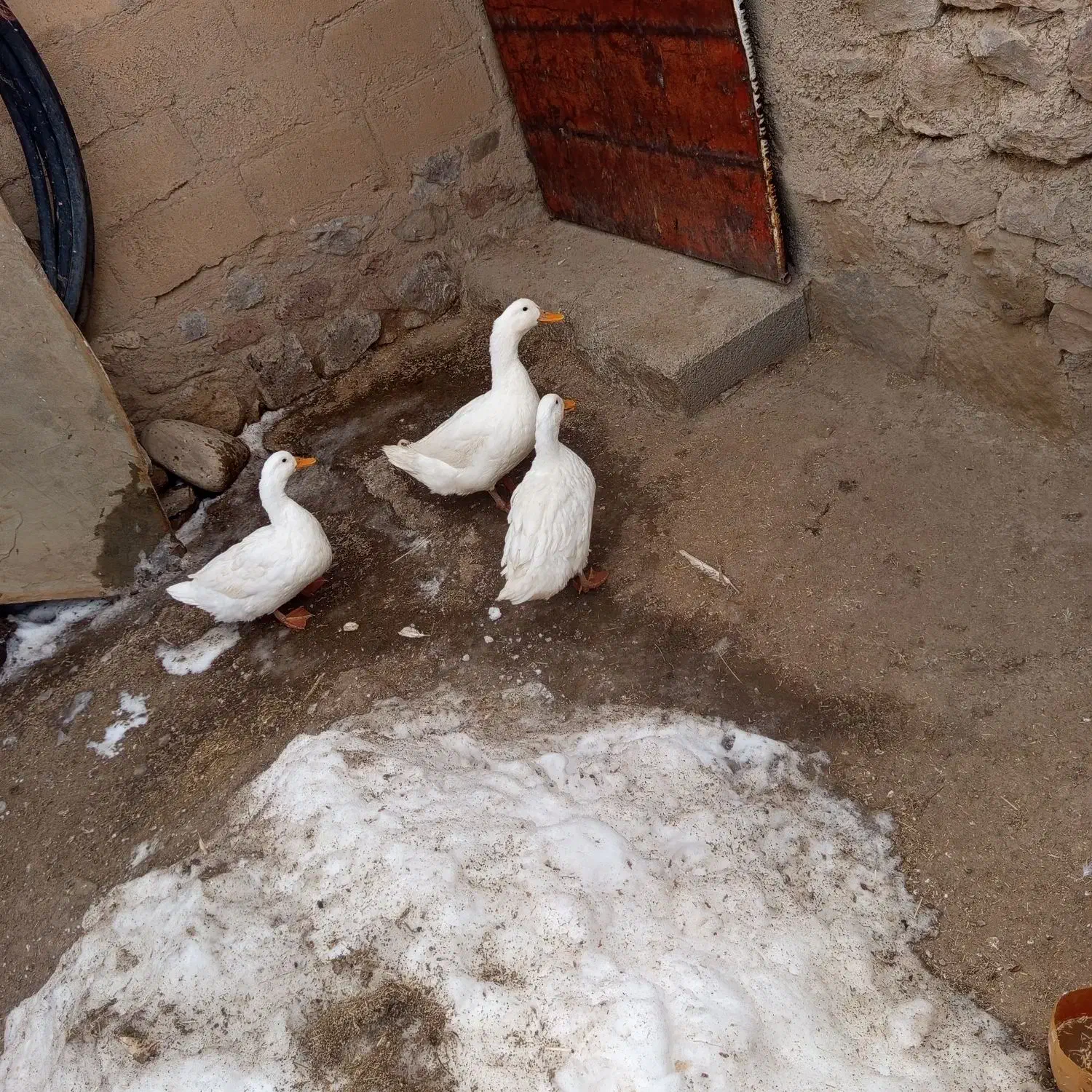 اوردک|حیوانات مزرعه|دهگلان, |دیوار