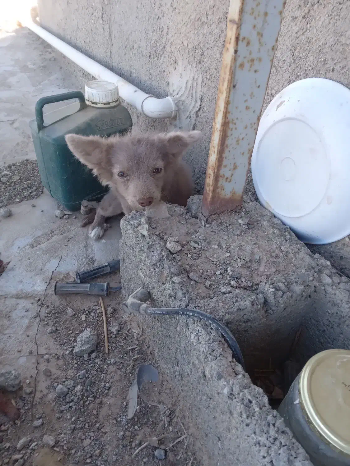 سگ بازیگوش|سگ|سبزوار, پاسداران|دیوار