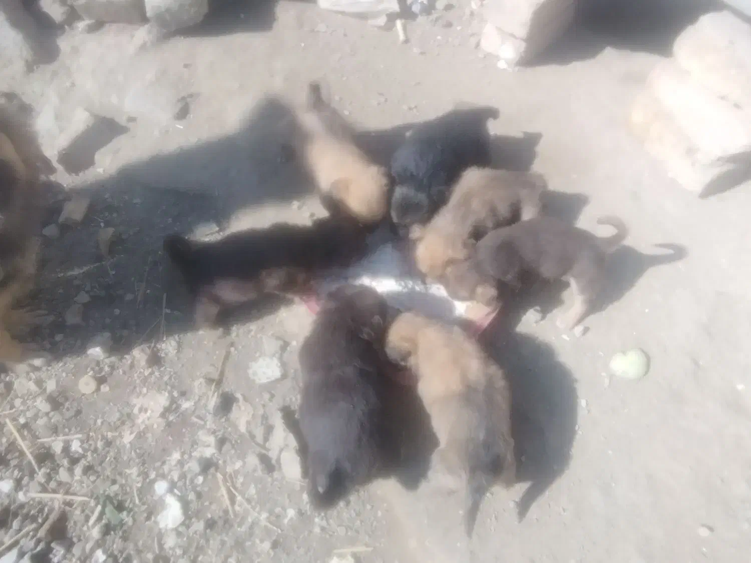 سگ..|سگ|بروجرد, |دیوار