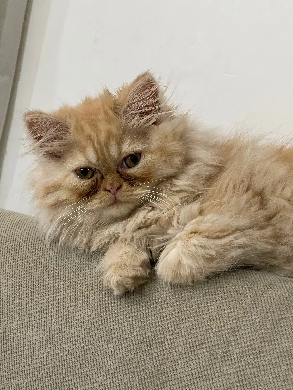 گربه پرشین|گربه|ساری, |دیوار