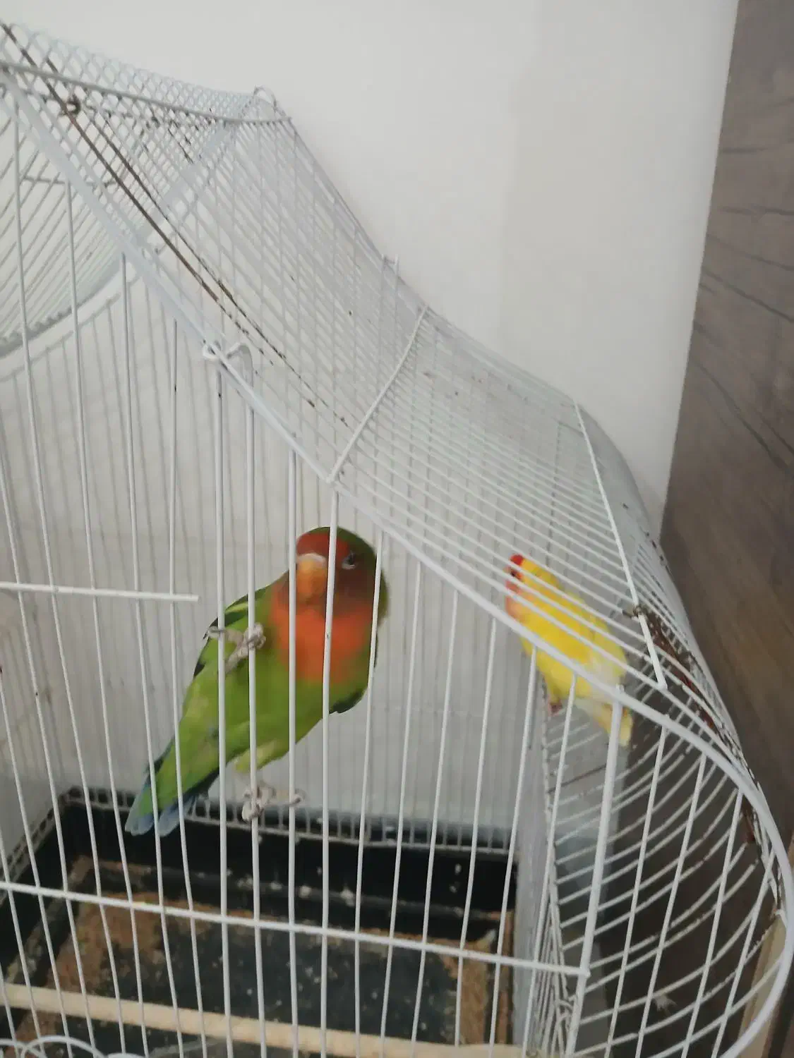 طوطی برزیلی جفت،نر سخنگو با قفس|پرنده|چهارباغ, |دیوار