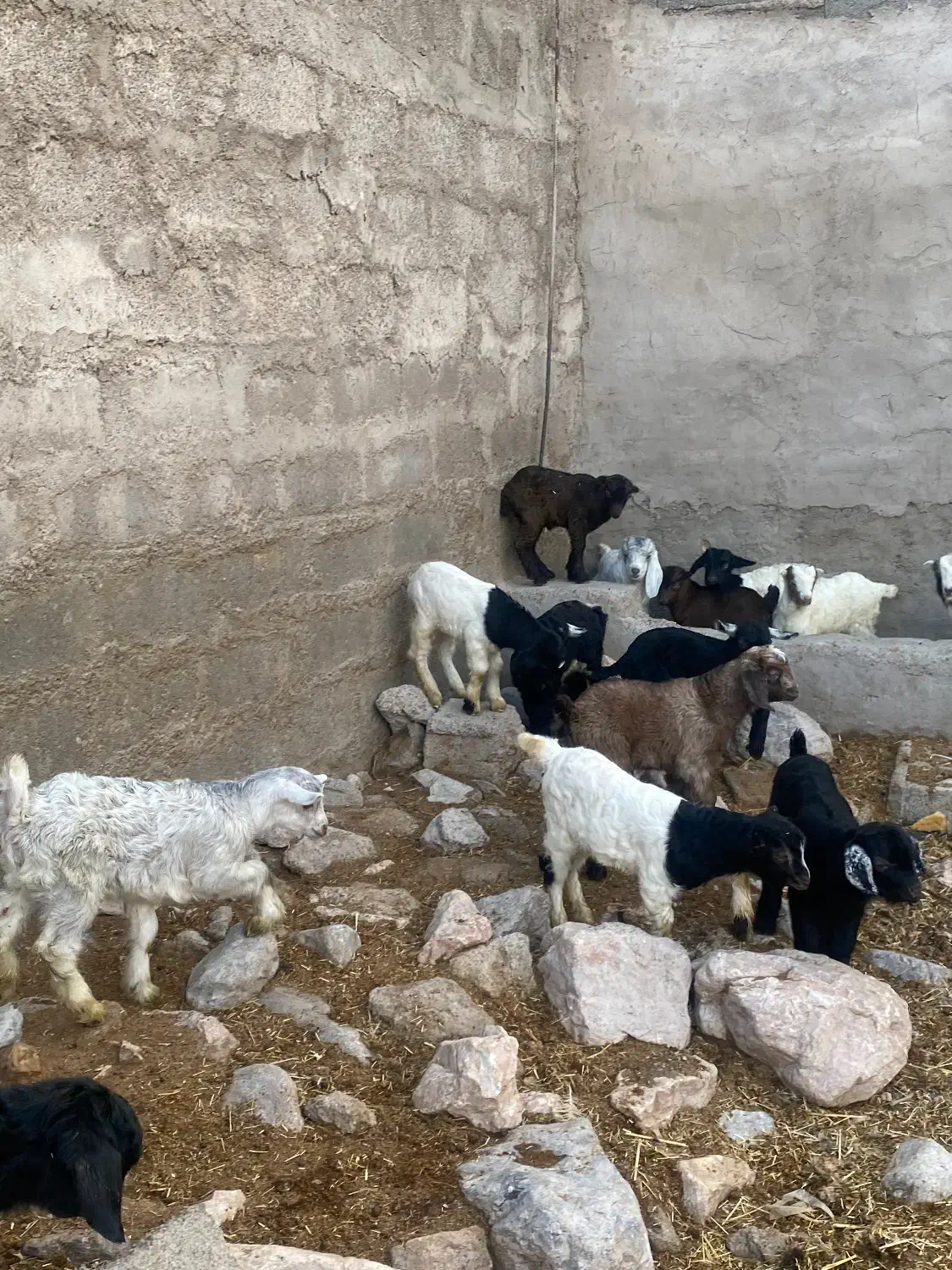 ۱۸عدد کهره نرماده کردی اصیل همه دوقلو و بره شیری|حیوانات مزرعه|کرمان, |دیوار