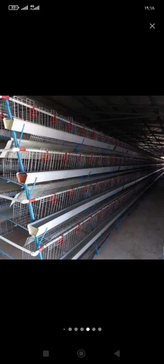 مرغ قفس|حیوانات مزرعه|آوج, |دیوار