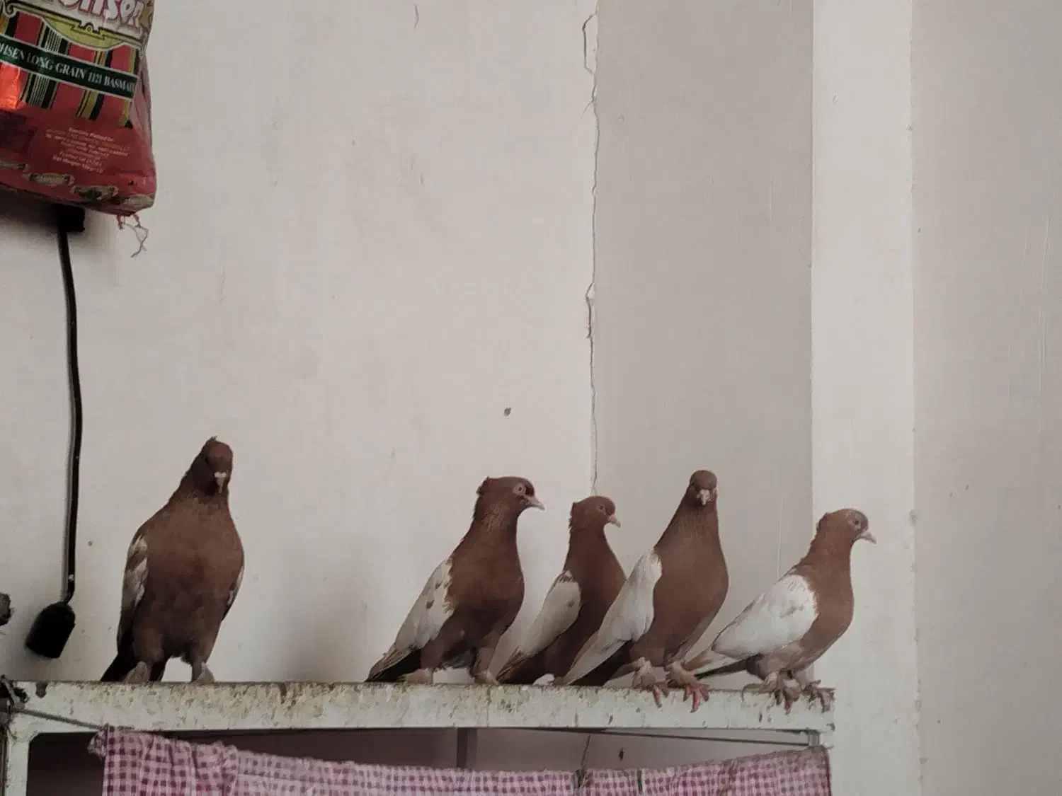 کفتر سینه زرد پرتقالی|پرنده|کوار, |دیوار