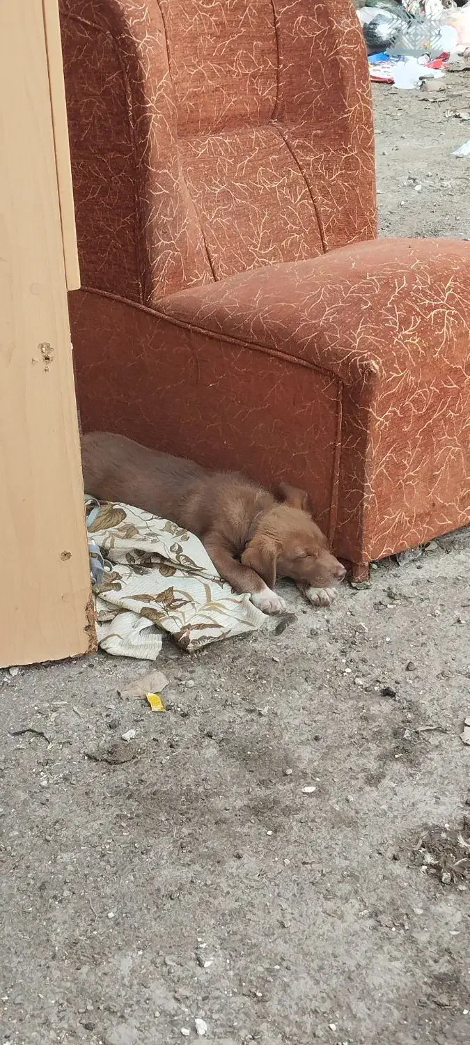 توله سگ ماده|سگ|کیاشهر, |دیوار