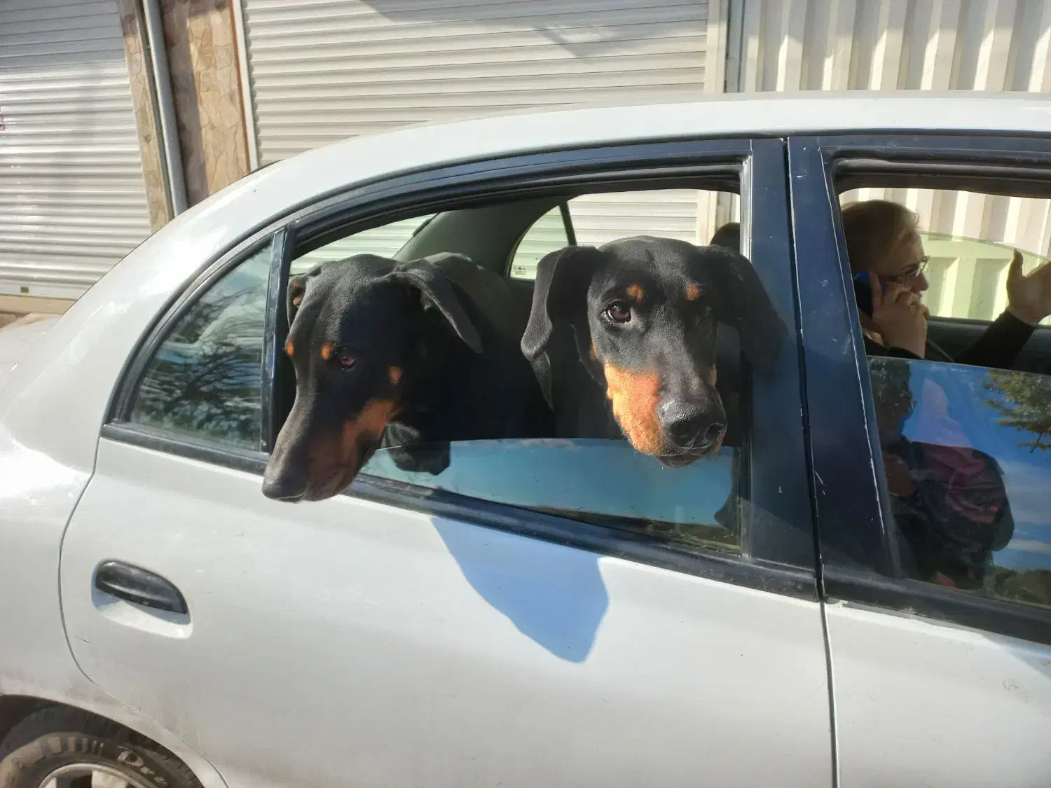 دوبرمن|سگ|زاویه, |دیوار