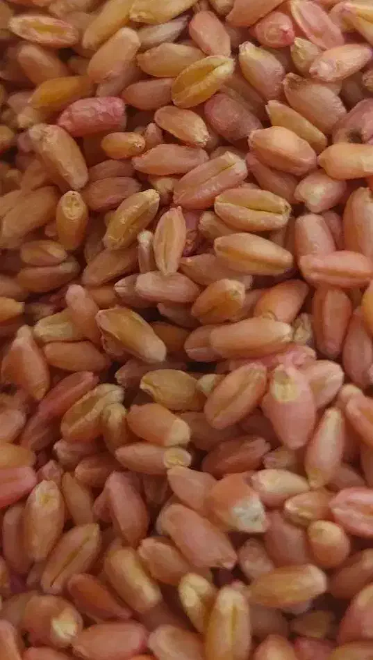 چمران ۲ گندم|عمده‌فروشی|باوی, |دیوار