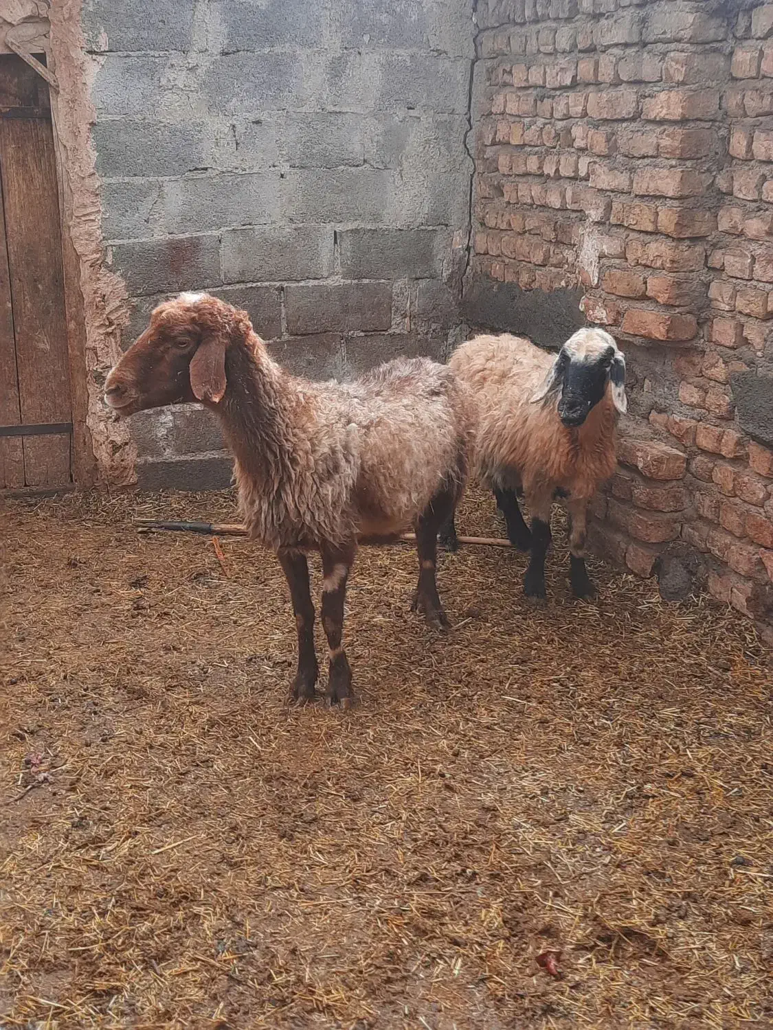 میش جوان|حیوانات مزرعه|نیشابور, دهنو|دیوار