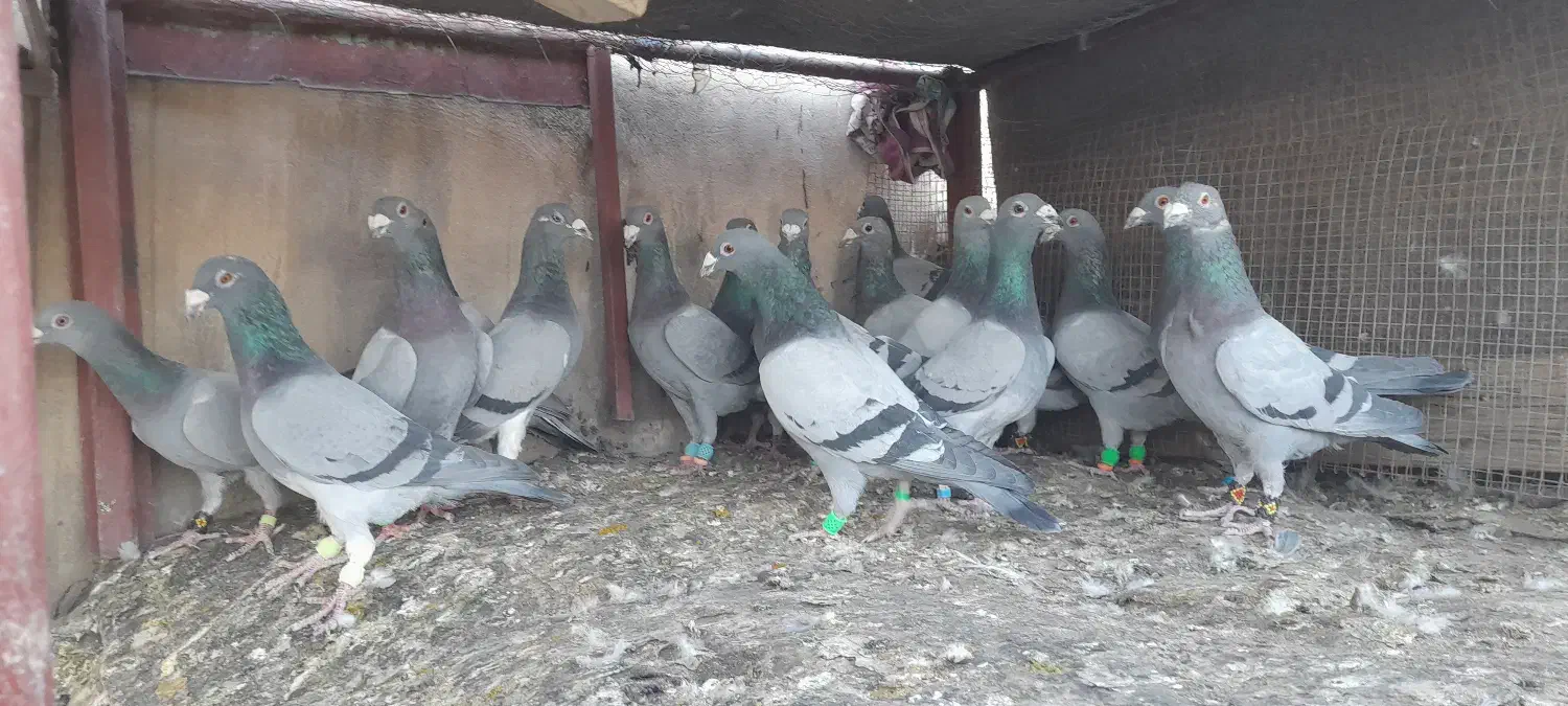 دوتیپ المانی جون همه نرشب روز ندارن|پرنده|تربتحیدریه, فردوسی جنوبی|دیوار