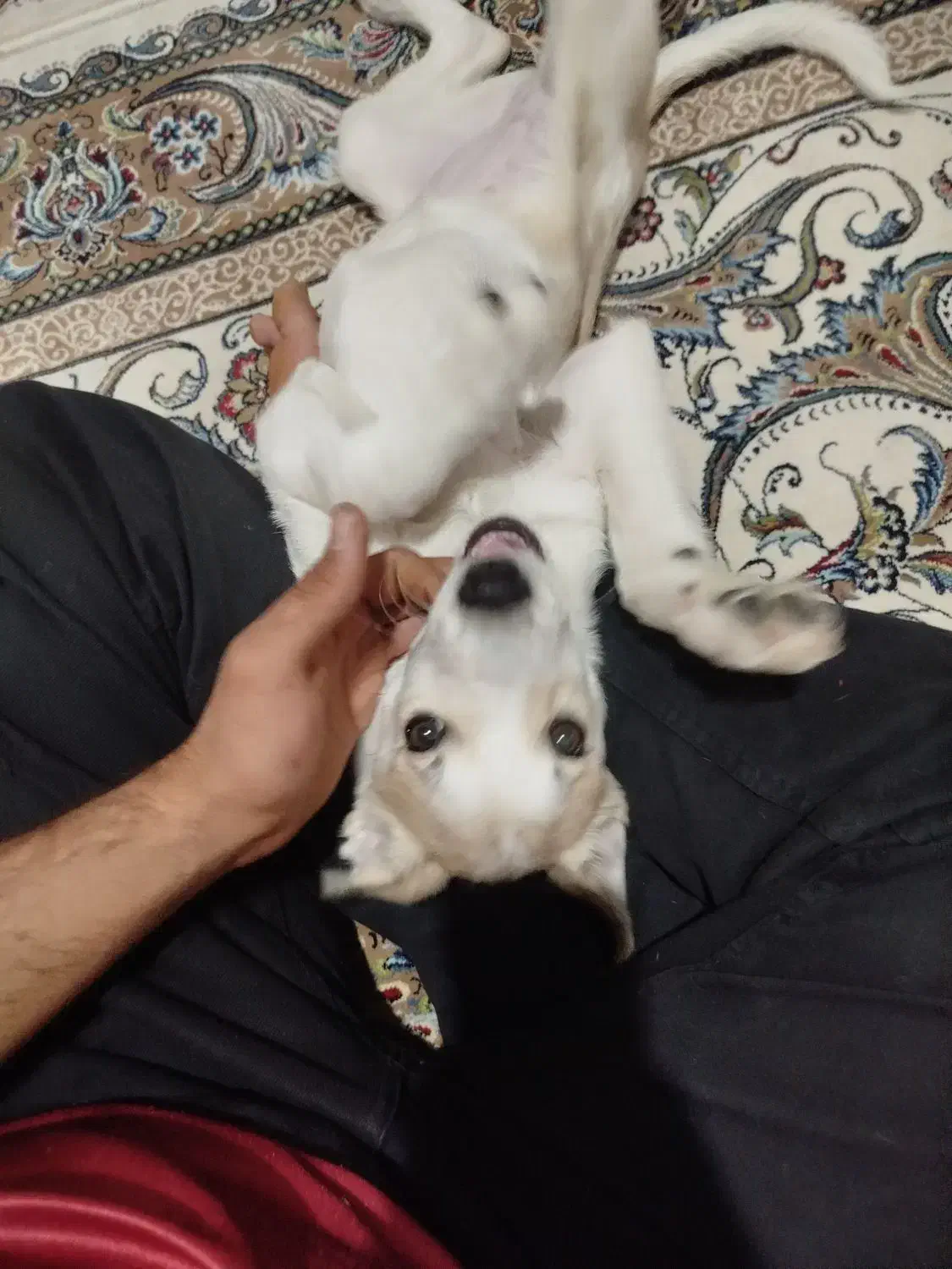 توله سگ اشپیتز دو نیم ماهه رایگان ب شرط|سگ|تبریز, |دیوار