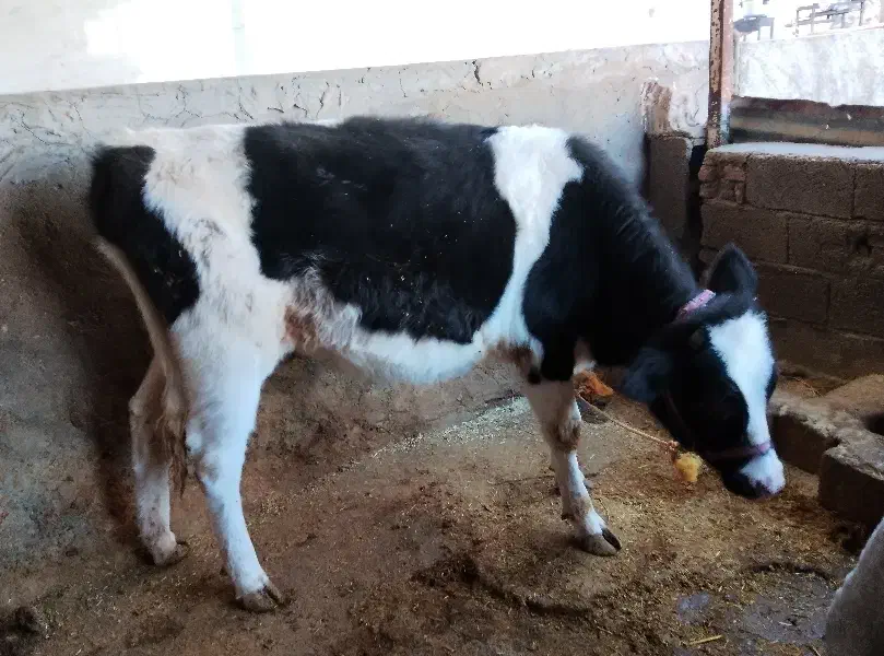 گوساله ماده|حیوانات مزرعه|ویسیان, |دیوار