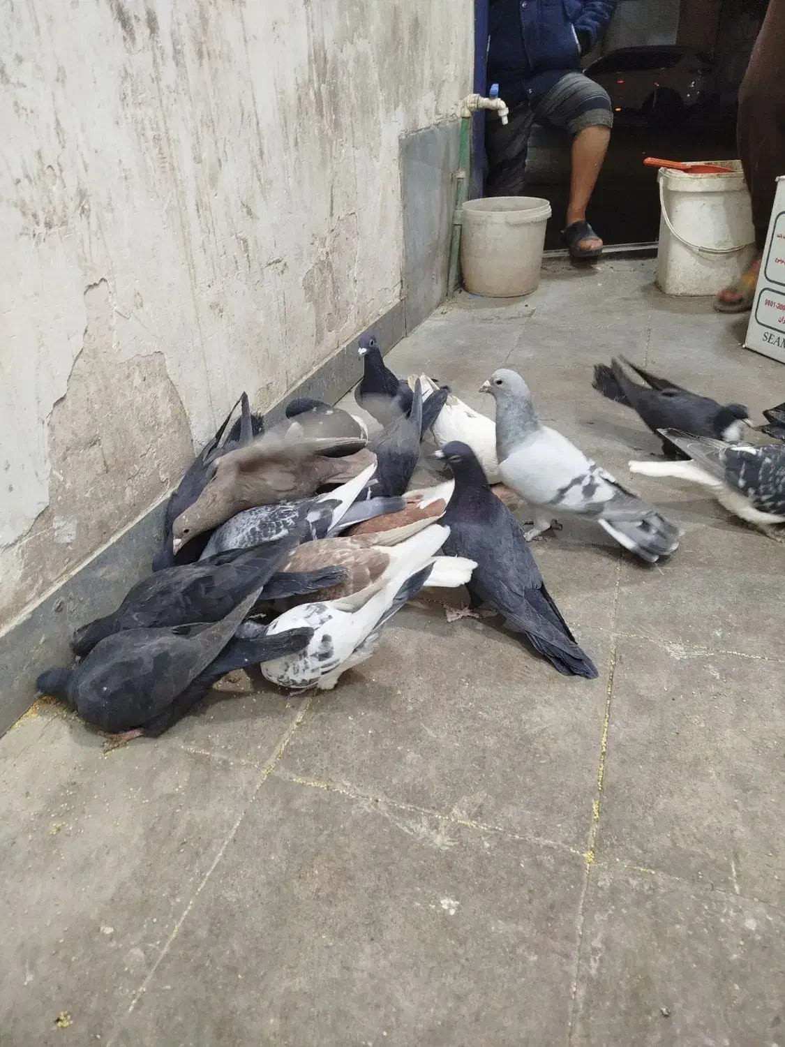 کبوتر|پرنده|کرمان, |دیوار