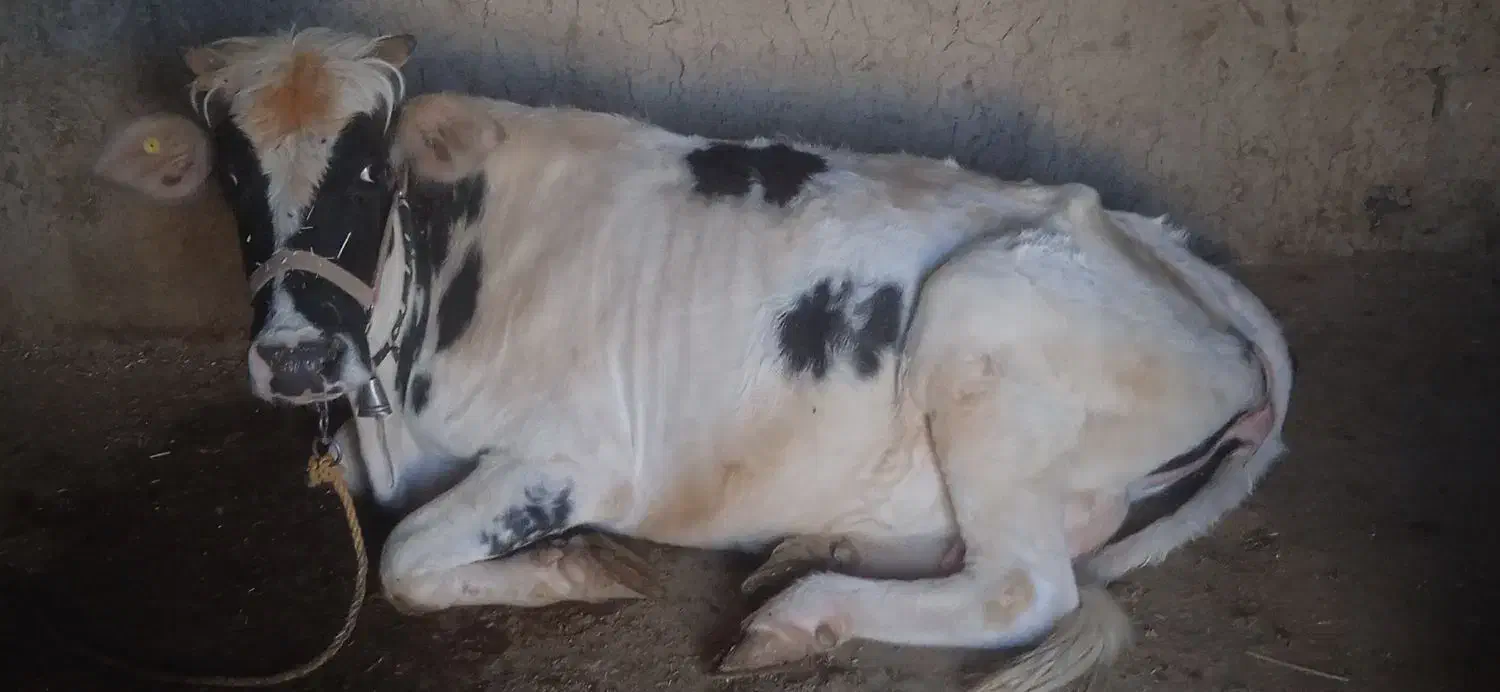 یک راس گاو جوان به فروش می رسد|حیوانات مزرعه|شوشتر, |دیوار