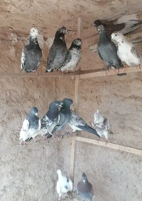 نروماده|پرنده|قم, هفت تیر|دیوار
