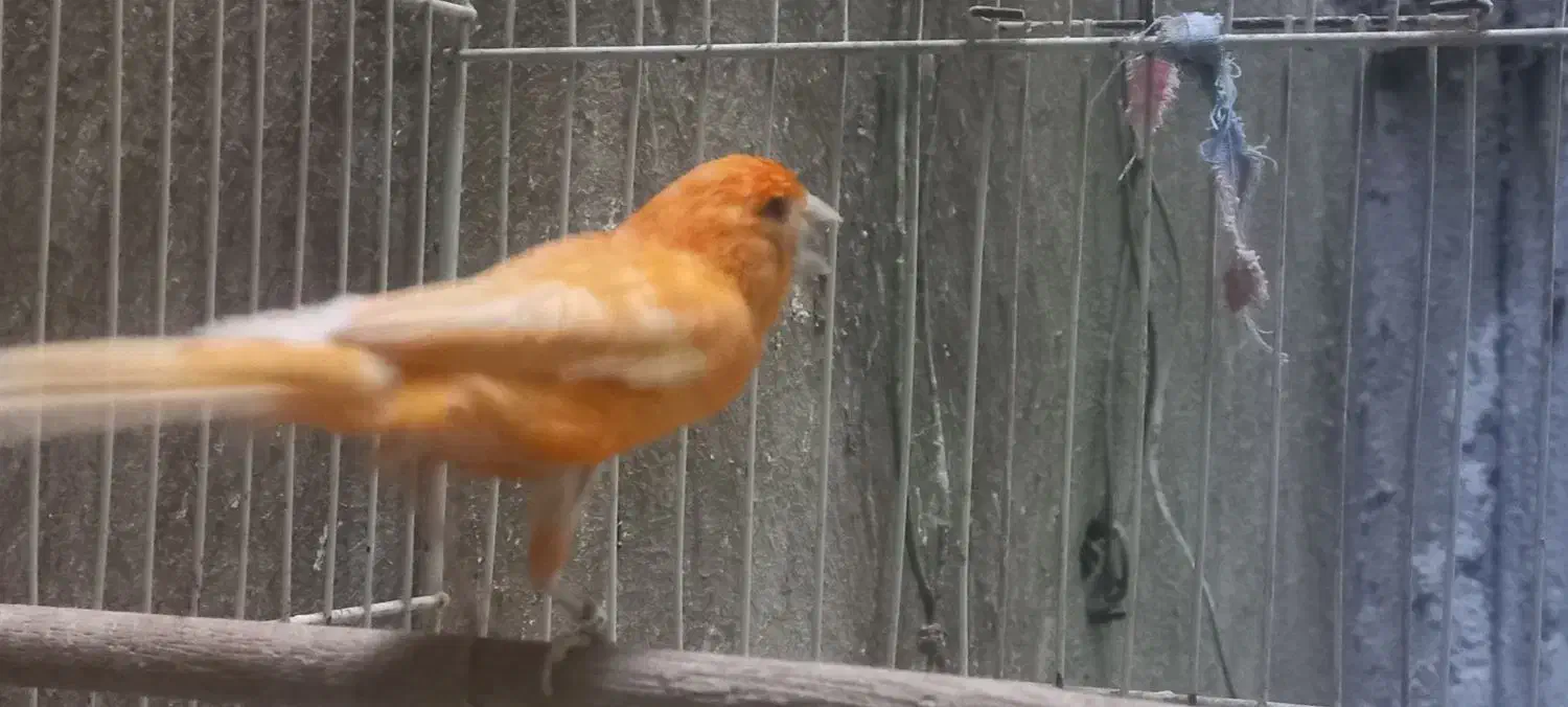 قناری رد فاکتور یا سرخ|پرنده|مشهد, شفا|دیوار