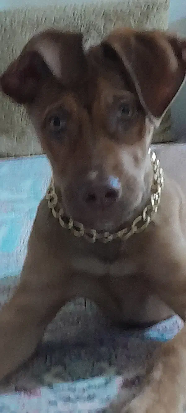 پیتبول|سگ|بجنورد, |دیوار