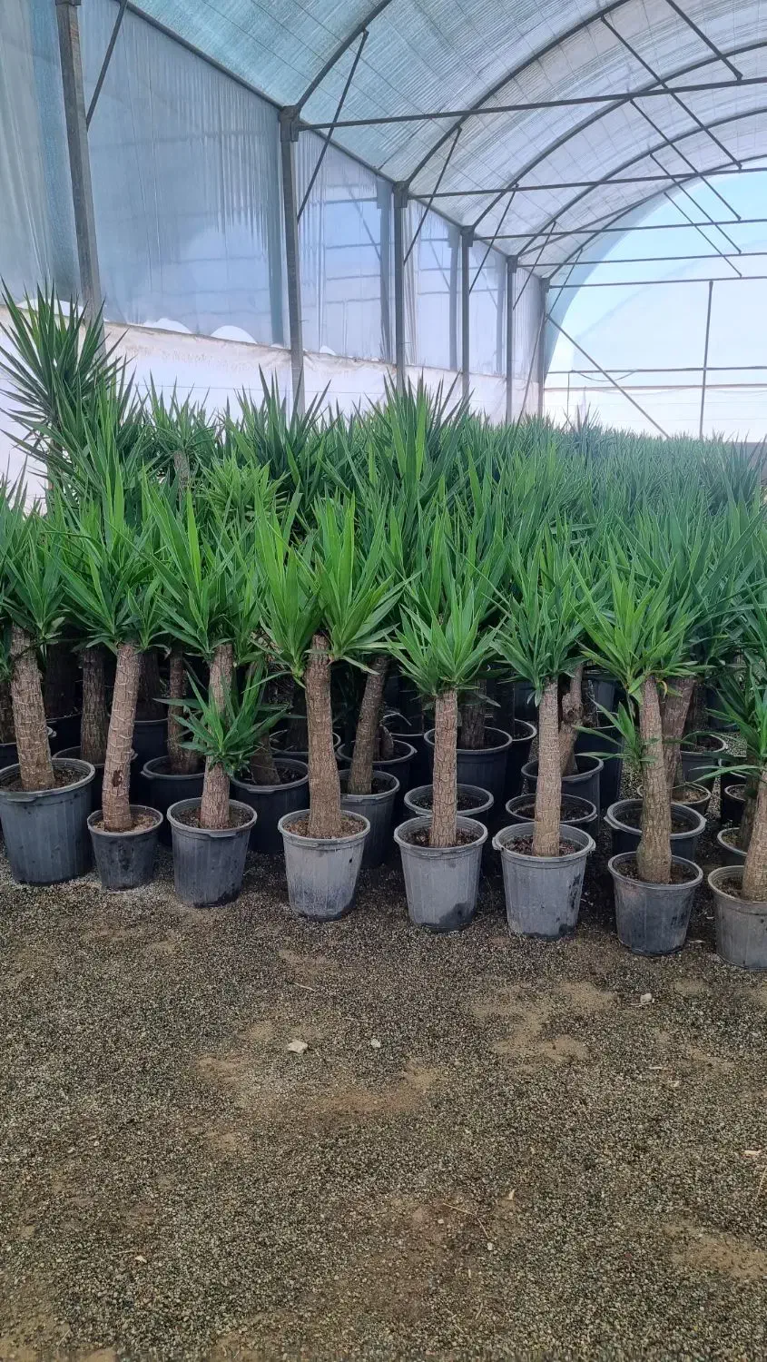 فروش یوکا خرده و عمده در تهران|گل و گیاه طبیعی|ری, سیزده آبان|دیوار