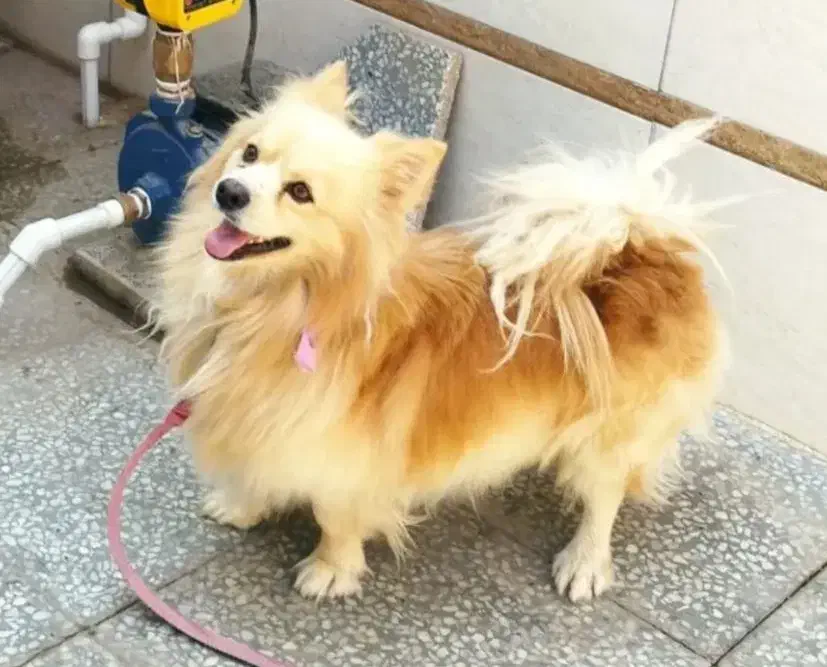 پامرانین روباهی|سگ|زرند, |دیوار