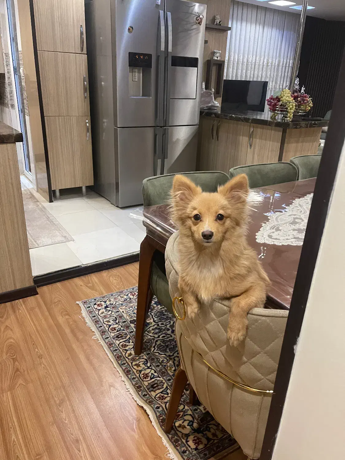 سگ پامرین گرگی|سگ|کرج, عظیمیه|دیوار