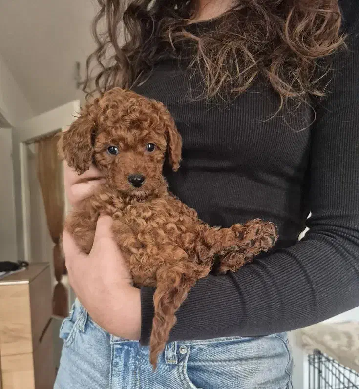 سگ توی|سگ|تهران, پونک|دیوار